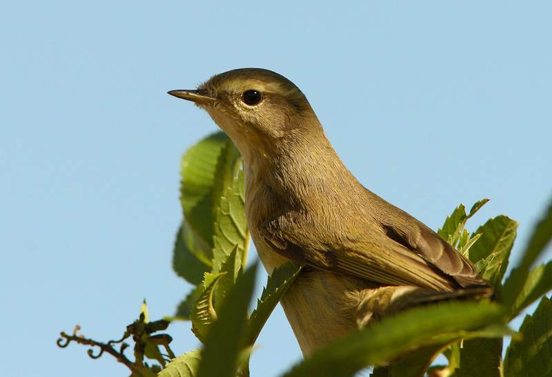 Tiltaltti Phylloscopus collybita