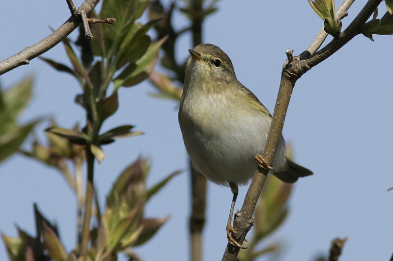Pajulintu Phylloscopus trochilus