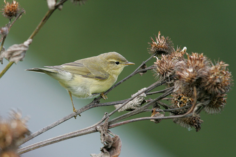 Pajulintu Phylloscopus trochilus
