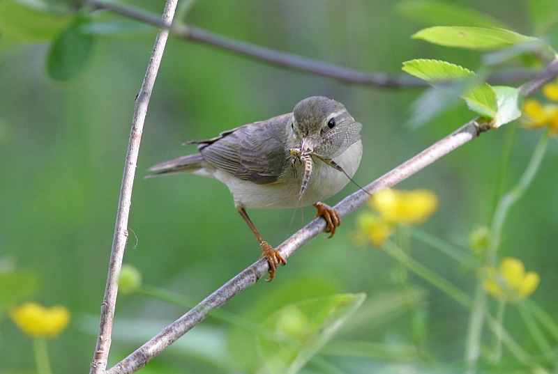 Pajulintu Phylloscopus trochilus