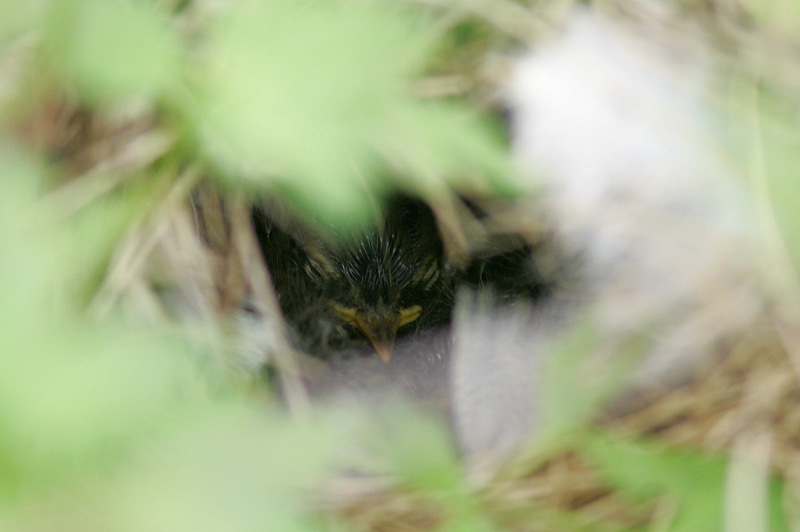 Pajulintu Phylloscopus trochilus