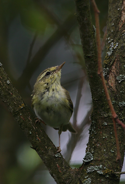 Pajulintu Phylloscopus trochilus