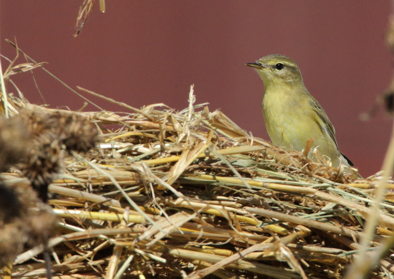 Pajulintu Phylloscopus trochilus