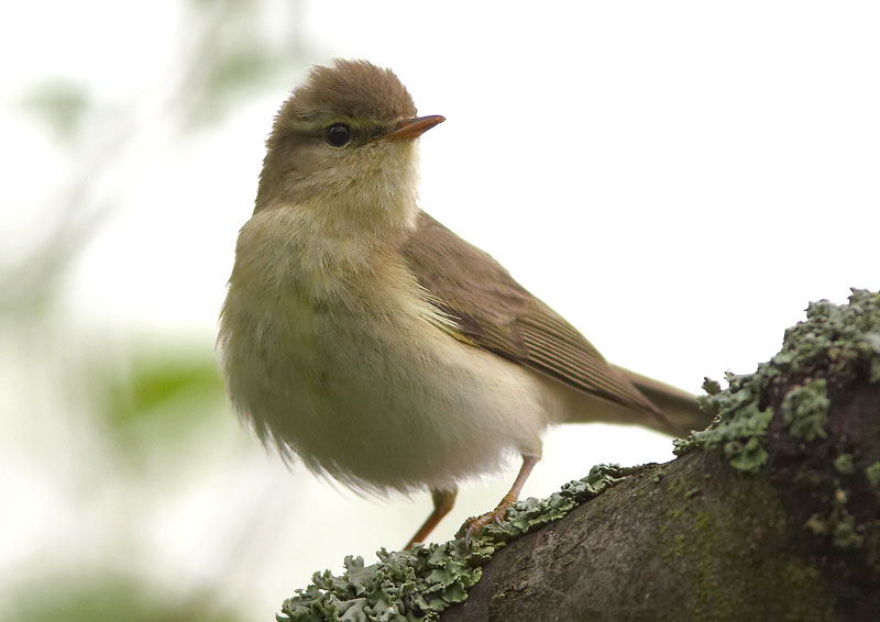 Pajulintu Phylloscopus trochilus