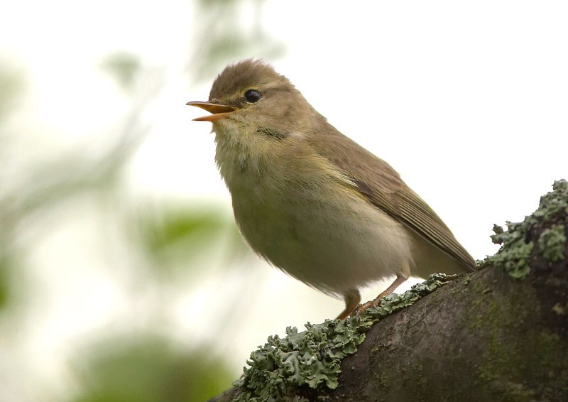 Pajulintu Phylloscopus trochilus