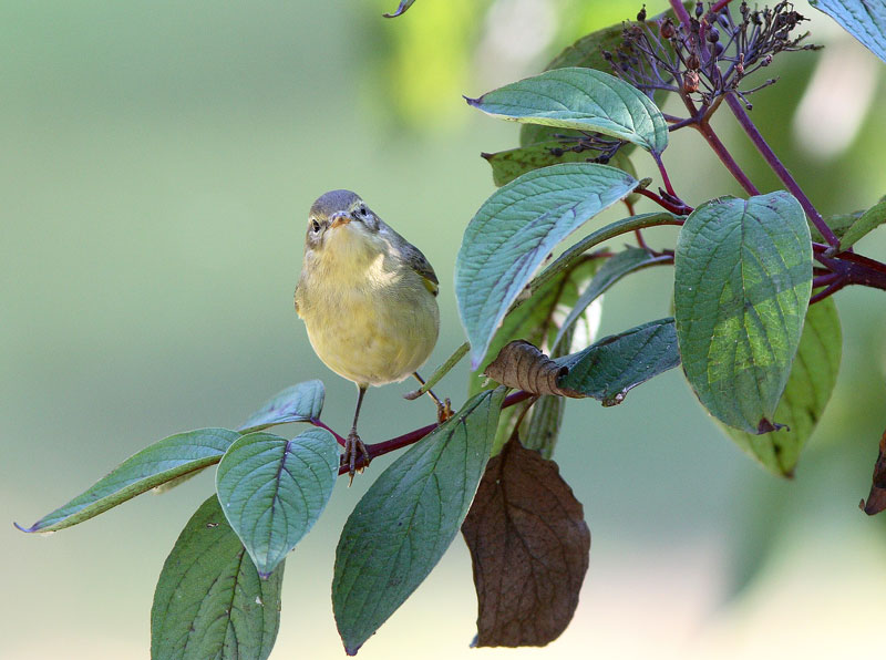 Pajulintu Phylloscopus trochilus