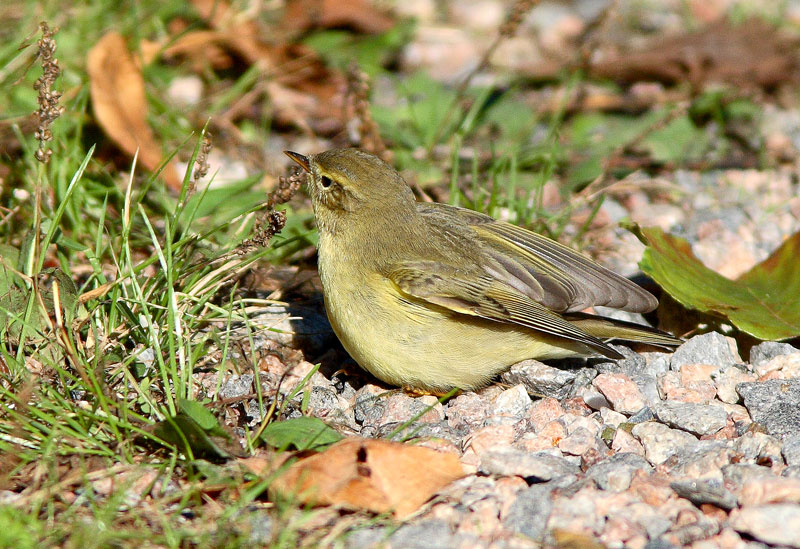 Pajulintu Phylloscopus trochilus