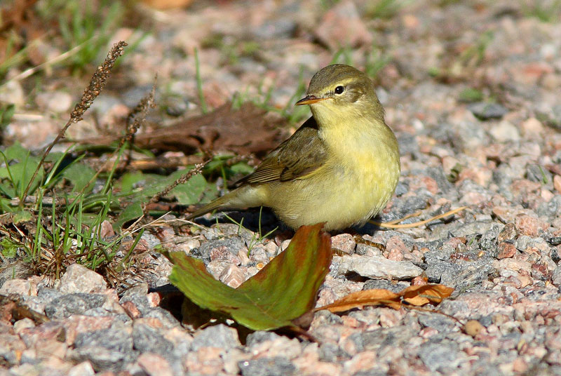 Pajulintu Phylloscopus trochilus