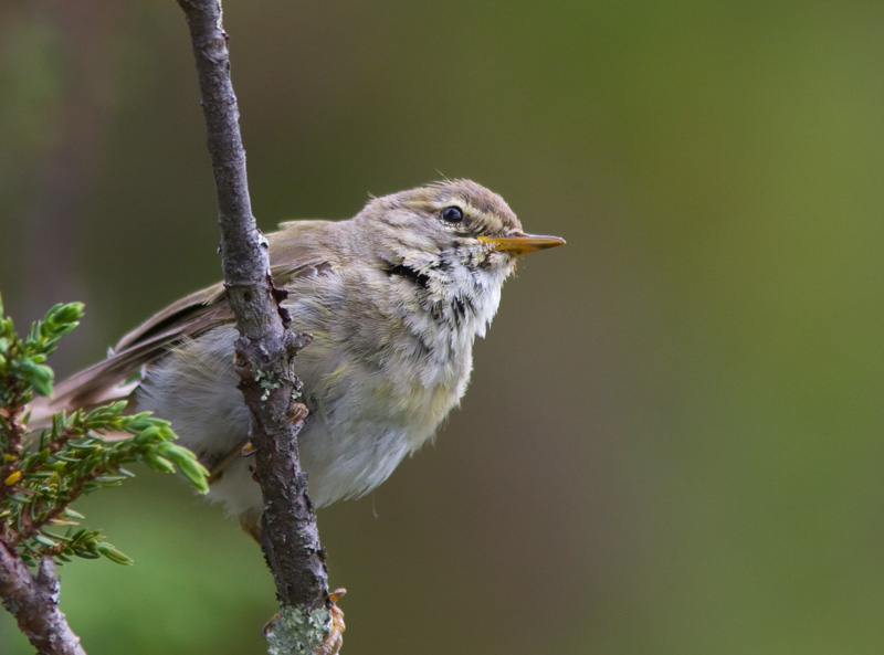 Pajulintu Phylloscopus trochilus