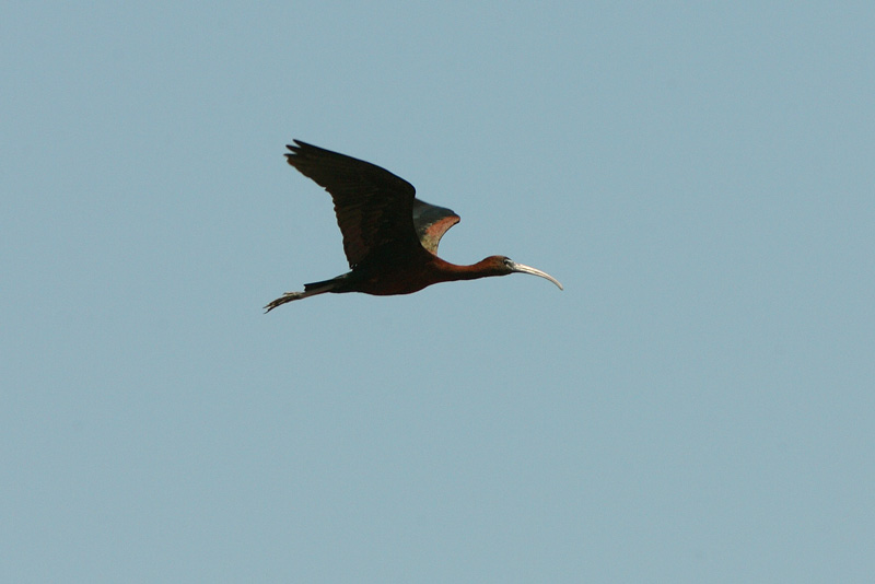 Pronssi-iibis