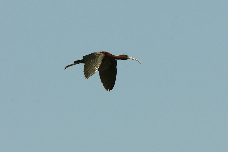 Pronssi-iibis