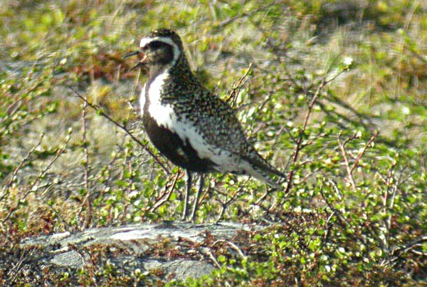 Kapustarinta