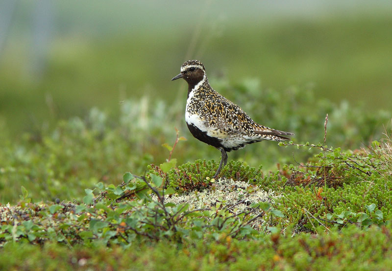 Kapustarinta Pluvialis apricaria