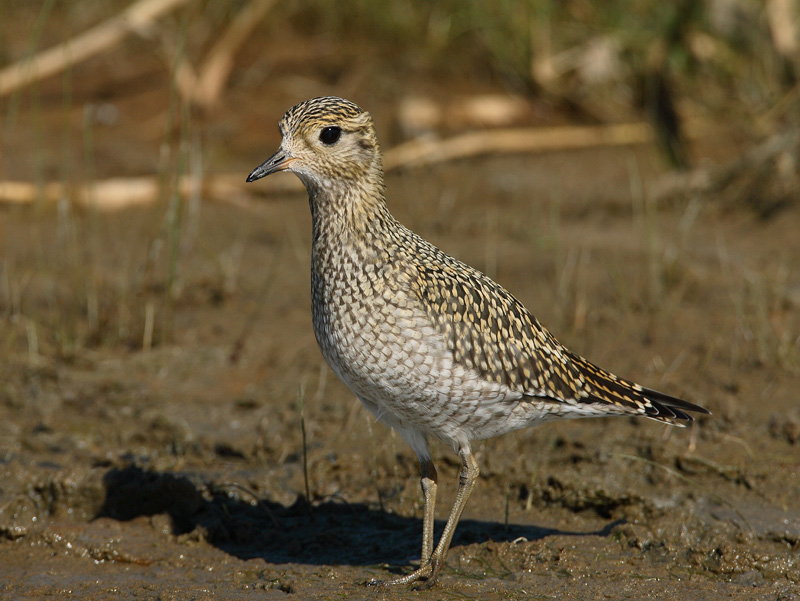 Kapustarinta Pluvialis apricaria