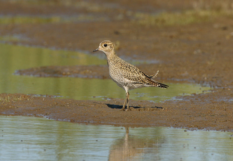Kapustarinta Pluvialis apricaria