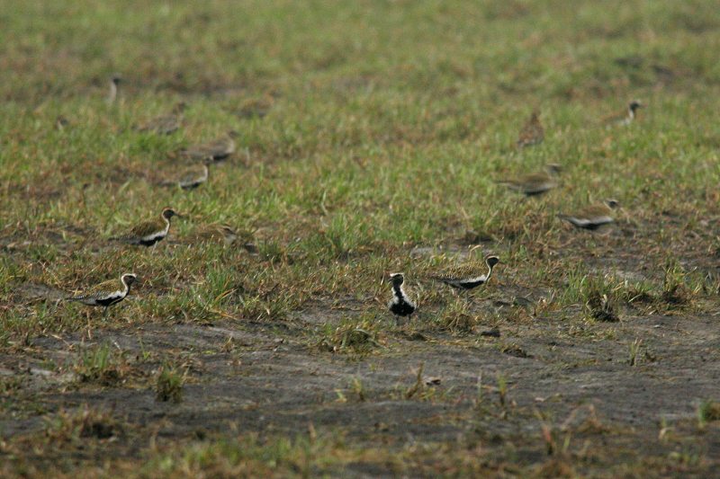 Kapustarinta Pluvialis apricaria