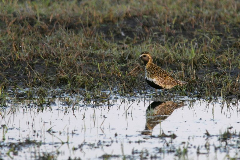 Kapustarinta Pluvialis apricaria