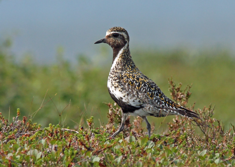 Kapustarinta Pluvialis apricaria