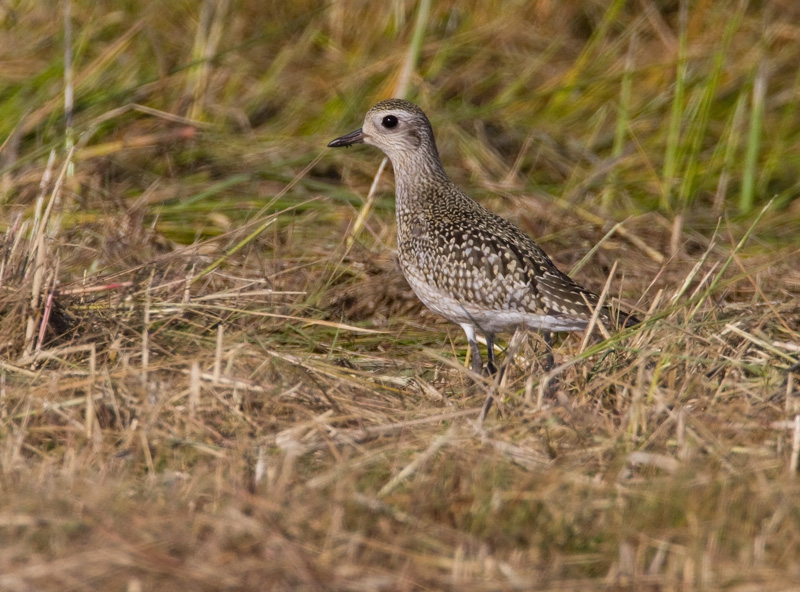 Tundrakurmitsa Pluvialis squatarola