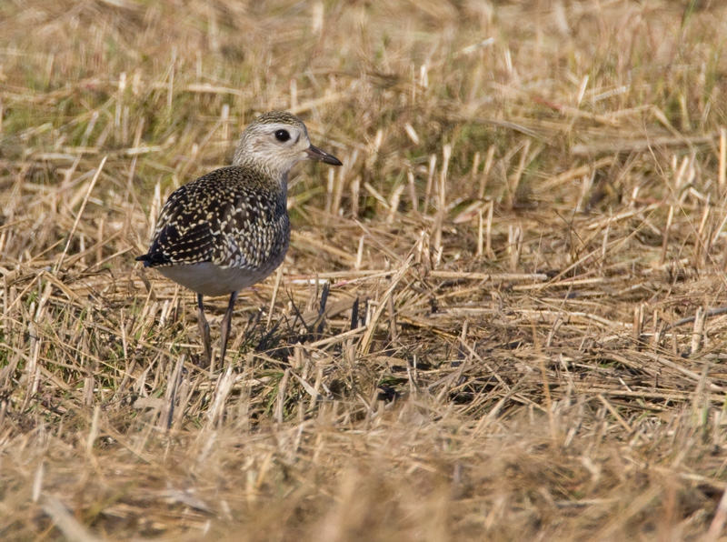 Tundrakurmitsa Pluvialis squatarola