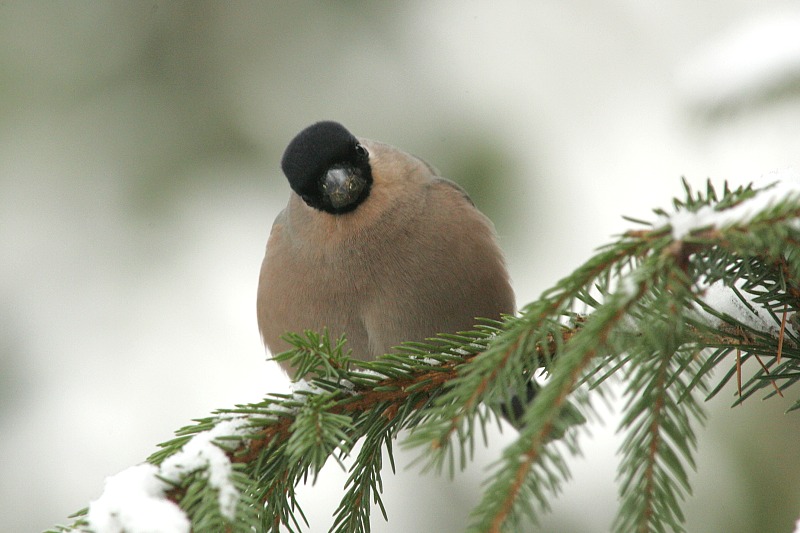 Punatulkku (Pyrrhula pyrrhula)