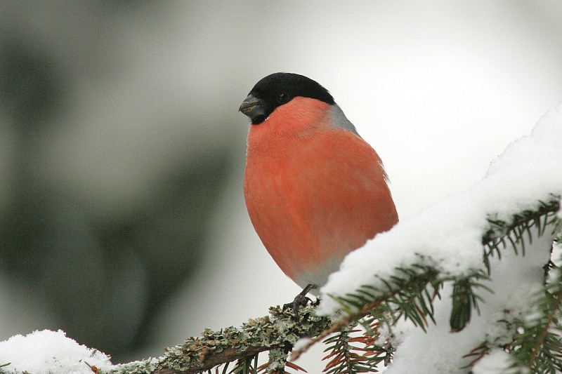 Punatulkku (Pyrrhula pyrrhula)