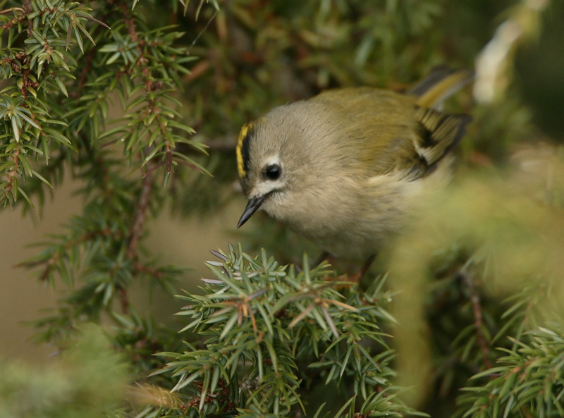 Hippi�inen Goldcrest Regulus regulus