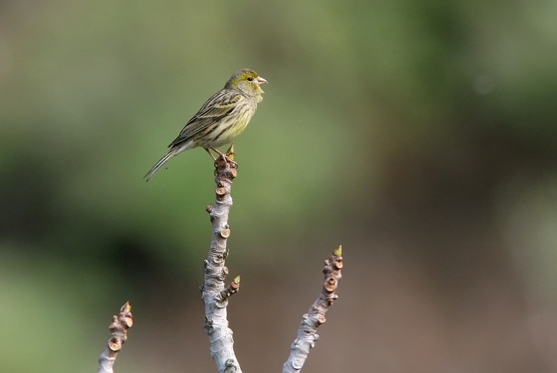 Kanarianhemppo Serinus canariensis