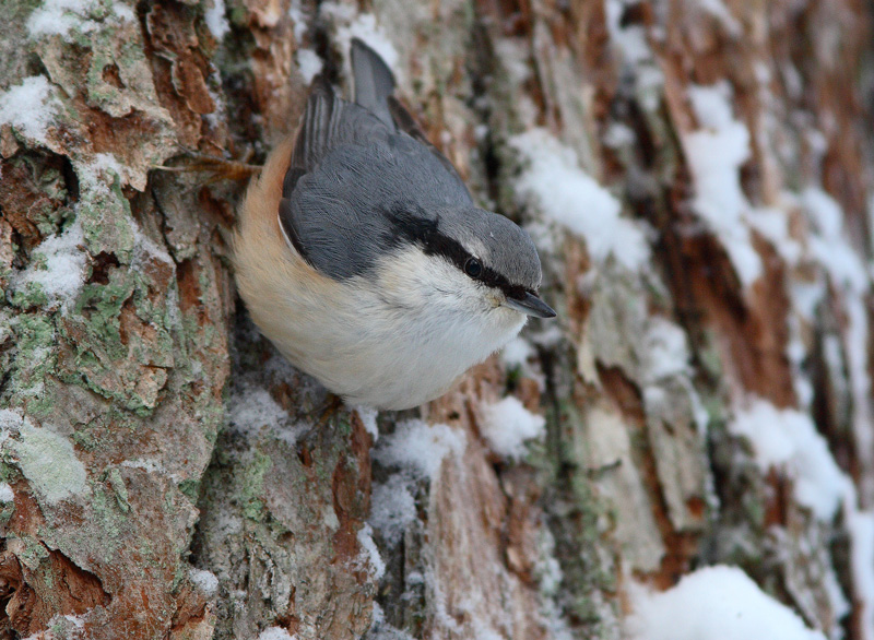 P�hkin�nakkeli Sitta europaeus