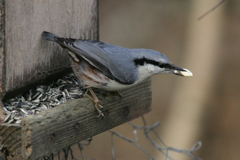 P�hkin�nakkeli (Sitta europaea)