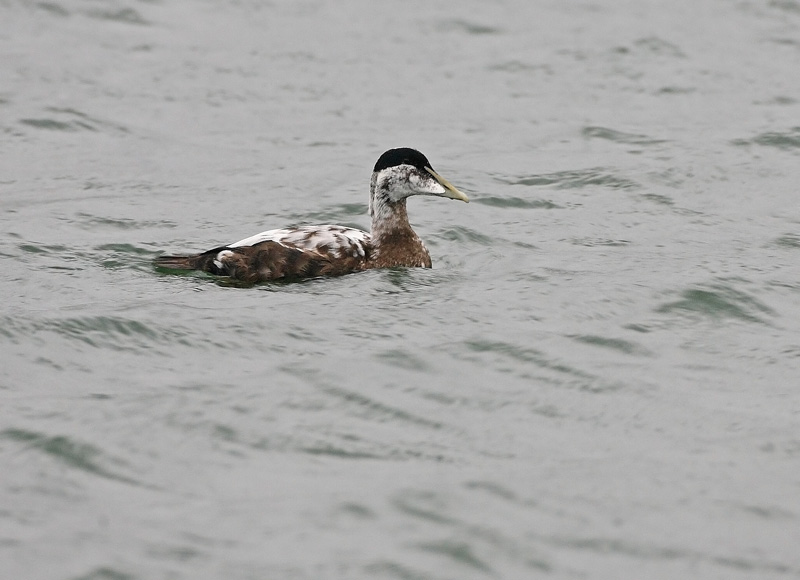 Haahka Common Eider (Somateria mollissima)