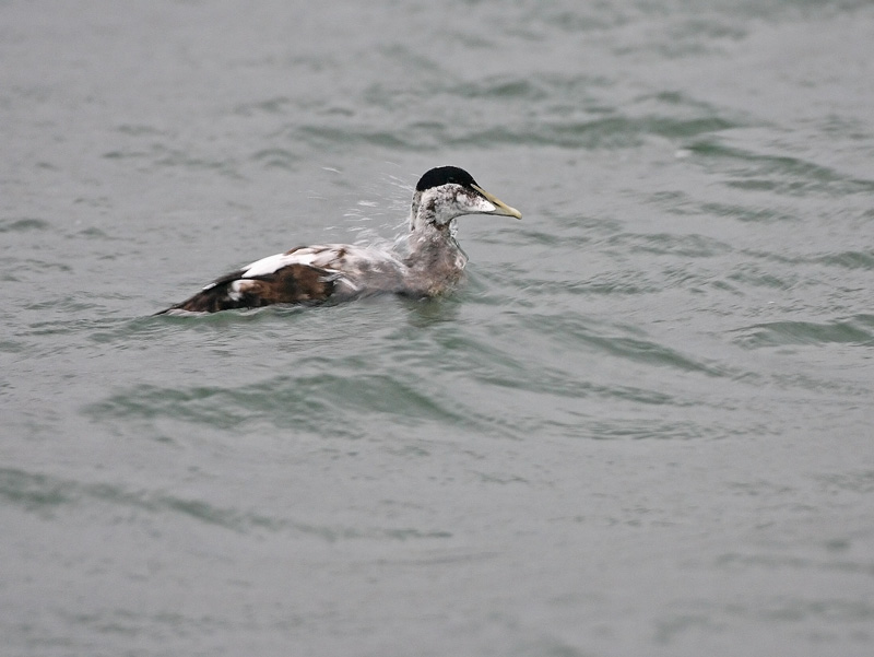 Haahka Common Eider (Somateria mollissima)