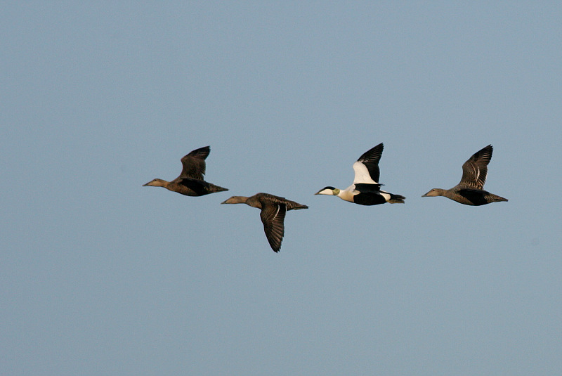 Haahka Common Eider (Somateria mollissima)