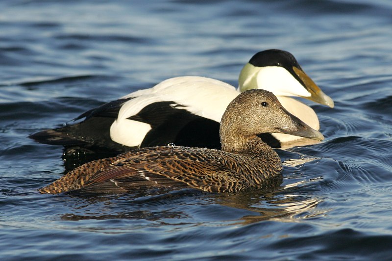 Haahka Common Eider (Somateria mollissima)