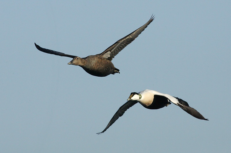 Haahka Common Eider (Somateria mollissima)
