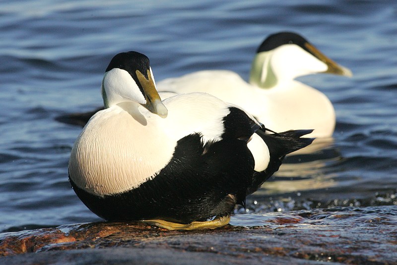 Haahka Common Eider (Somateria mollissima)