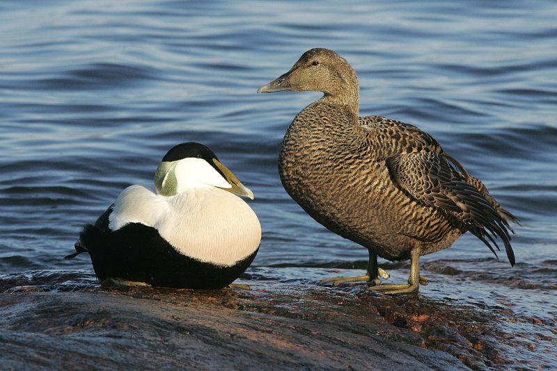 Haahka Common Eider (Somateria mollissima)