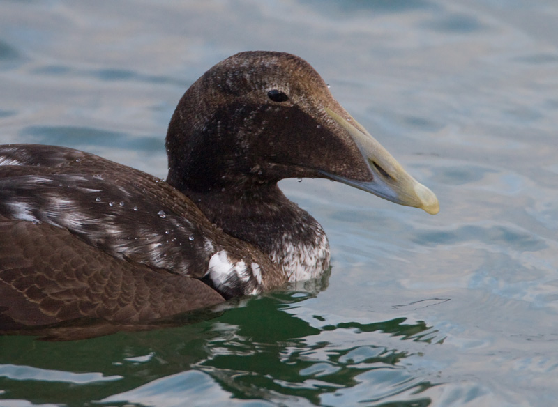 Haahka Common Eider (Somateria mollissima)