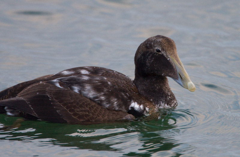 Haahka Common Eider (Somateria mollissima)