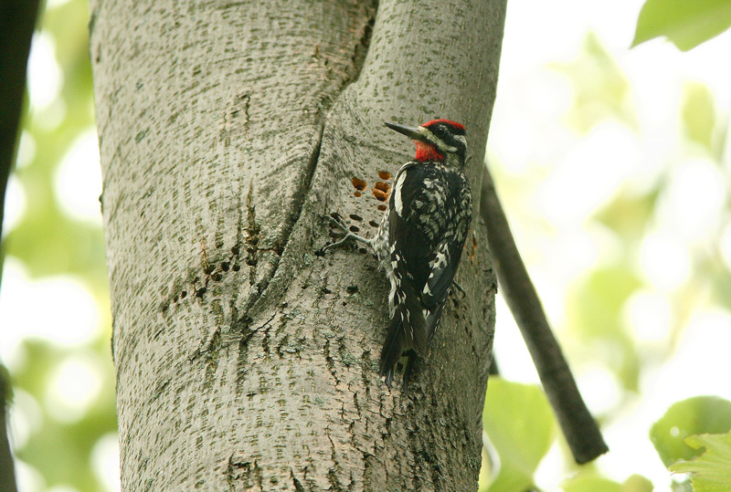 Mahlatikka