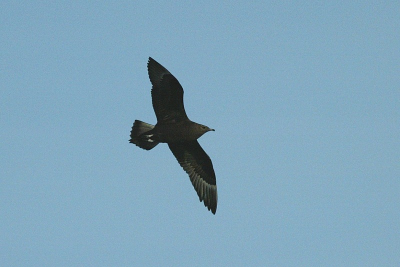 Merikihu Stercorarius parasiticus