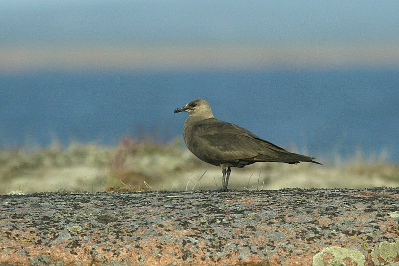 Merikihu Stercorarius parasiticus