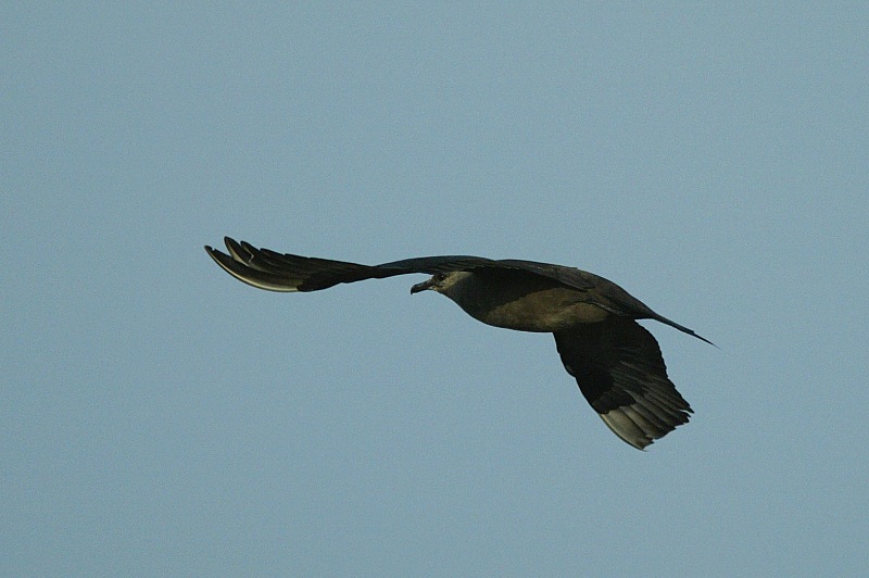 Merikihu Stercorarius parasiticus