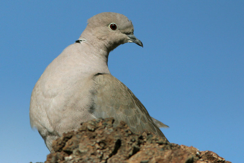 Turkinkyyhky Streptopelia decaocto