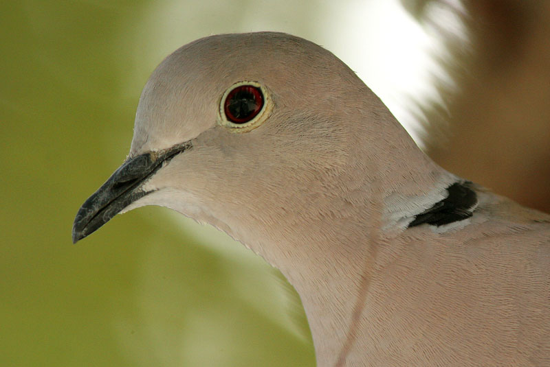 Turkinkyyhky Streptopelia decaocto