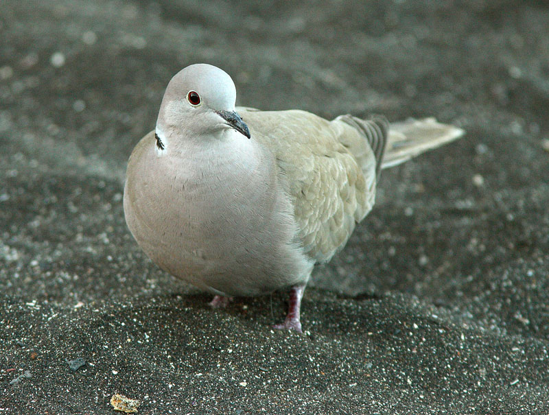 Turkinkyyhky Streptopelia decaocto