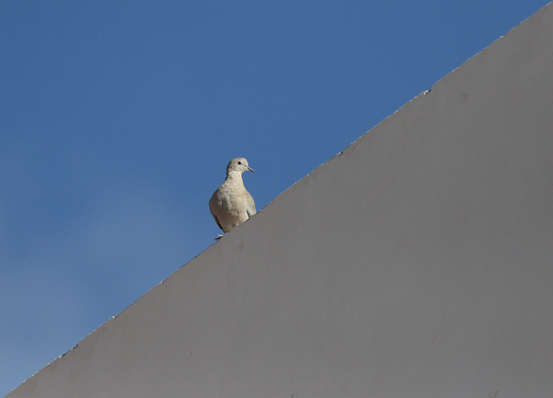 Turkinkyyhky Streptopelia decaocto