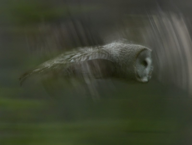 Lapinp�ll� Strix nebulosa