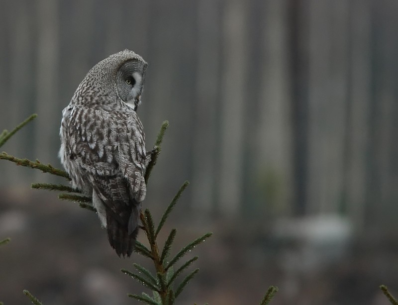 Lapinp�ll� Strix nebulosa