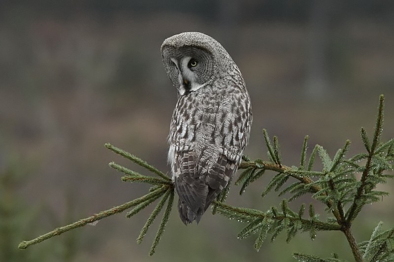 Lapinp�ll� Strix nebulosa